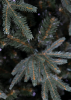 Crystal Trees Альба, Искусственная Ель, 120см. (KP3112) - фото 62714